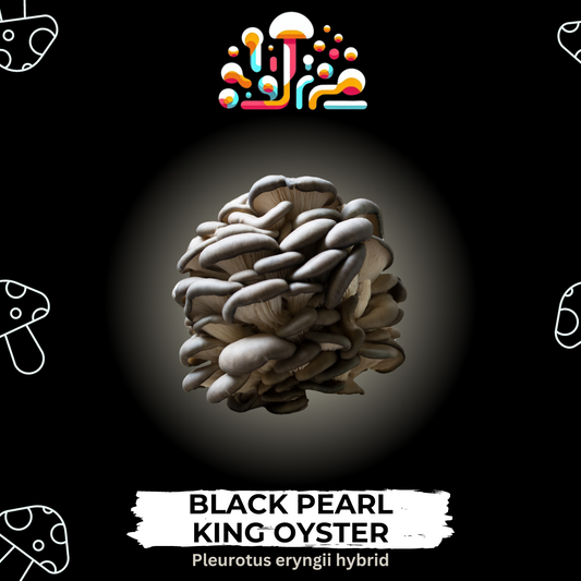 Black Pearl King Oyster Liquid Culture