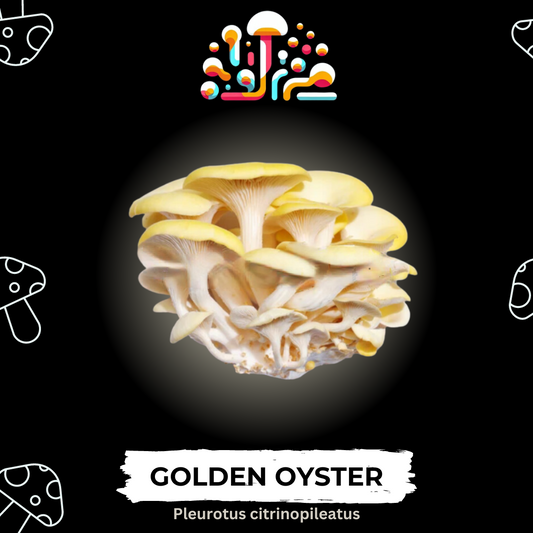 Golden Oyster Liquid Culture