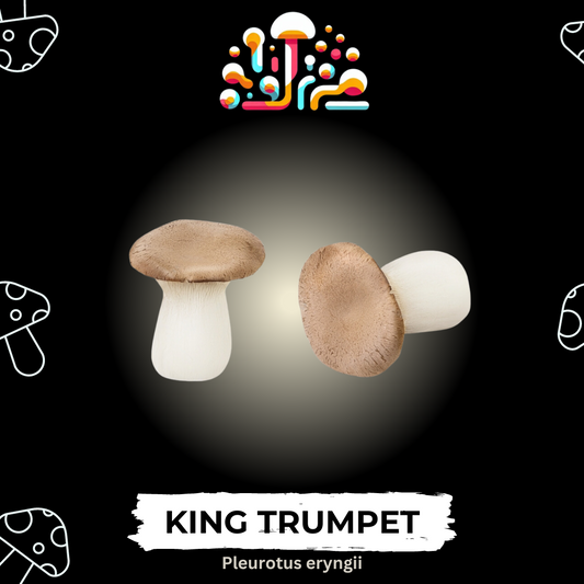 King Trumpet Liquid Culture