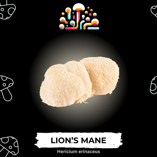 Lion's Mane Liquid Culture